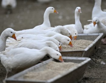 Farma v Rohozné vykrmila okolo 1500 svatomartinských hus, už jsou prodané