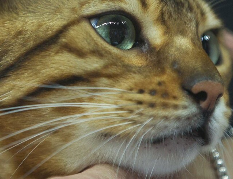 Science: Studie zjistila, že kočky mají téměř 300 výrazů tváře