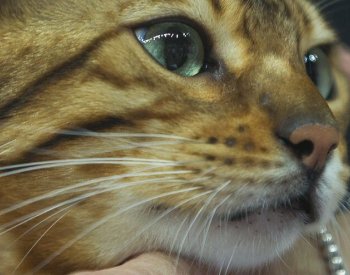 Science: Studie zjistila, že kočky mají téměř 300 výrazů tváře