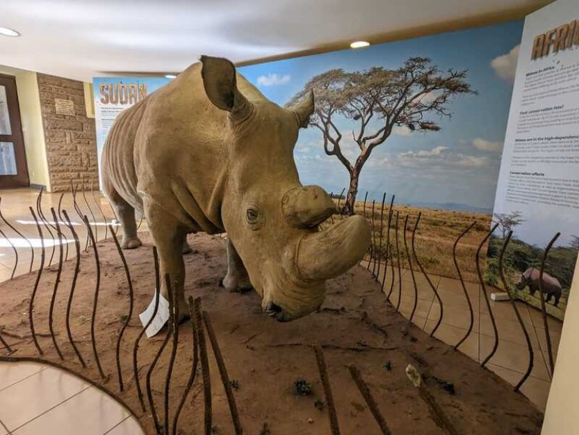 Fiala navštívil keňské muzeum, kde je vystaven poslední nosorožec severní bílý