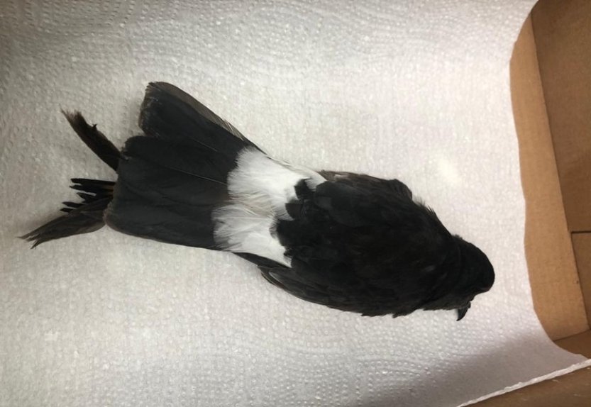 Na Šumpersku byl objeven nový ptačí druh pozorovaný na území České republiky