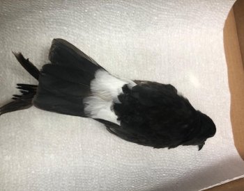 Na Šumpersku byl objeven nový ptačí druh pozorovaný na území České republiky