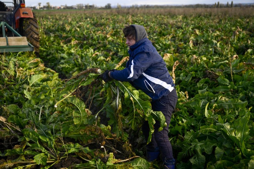 V Hostíně u Vojkovic začala sklizeň křenu, nahradí část dovozu