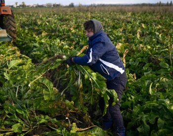 V Hostíně u Vojkovic začala sklizeň křenu, nahradí část dovozu