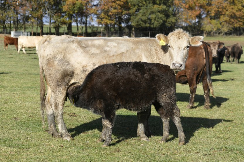 Rodinná farma z Kunějovic na Plzeňsku prodává letos hlavní komodity se ztrátou