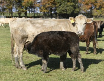 Rodinná farma z Kunějovic na Plzeňsku prodává letos hlavní komodity se ztrátou