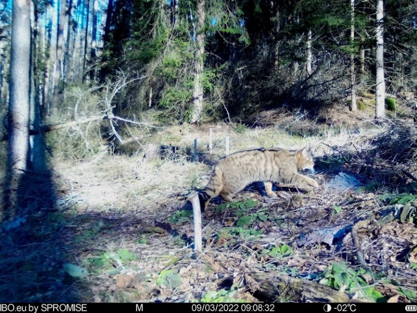 Správa parku Č. Švýcarsko se snaží potvrdit výskyt kočky divoké na svém území