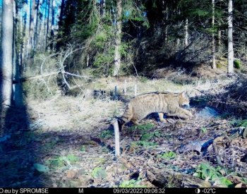 Správa parku Č. Švýcarsko se snaží potvrdit výskyt kočky divoké na svém území