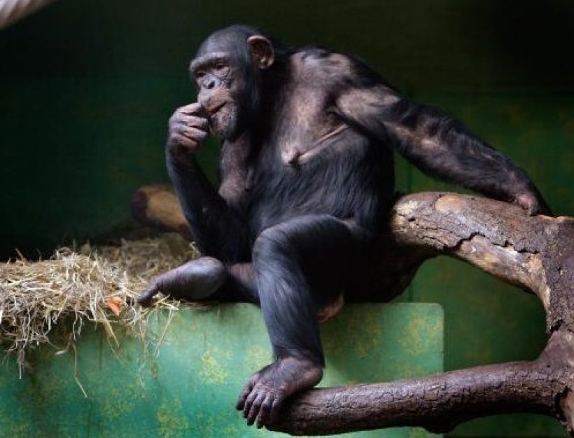 Šimpanzi používají bojové taktiky podobné lidským, zjistili vědci