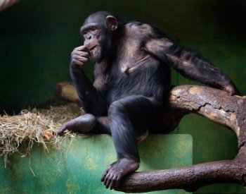 Šimpanzi používají bojové taktiky podobné lidským, zjistili vědci