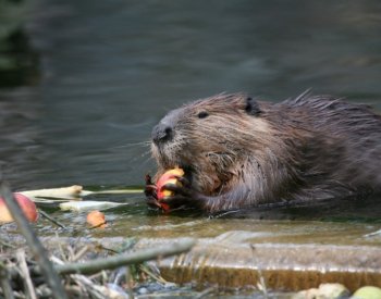 NYT: Co se stane, když se vrcholový predátor střetne s ekosystémovým inženýrem