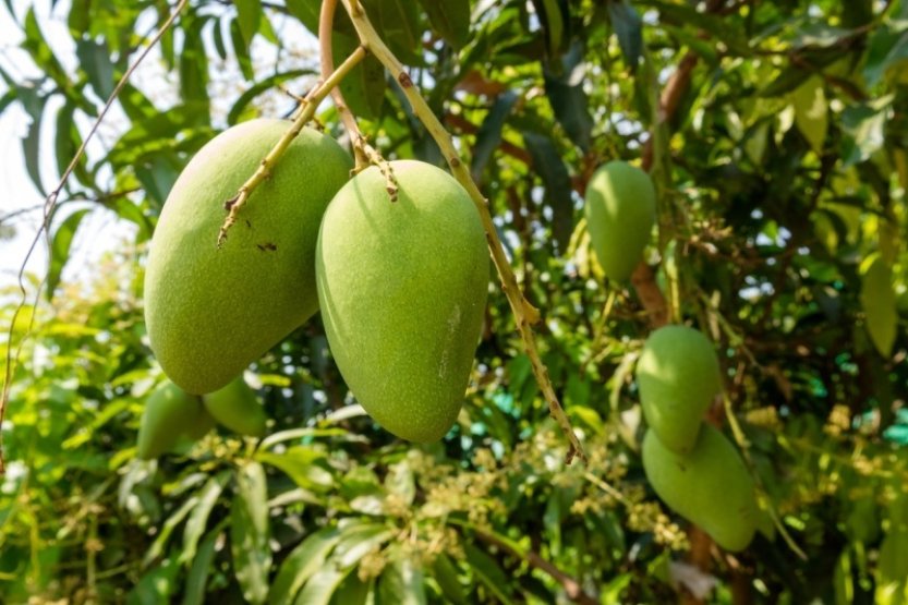 Z mangových pecek lze vyrábět brikety, radí brněnští odborníci v Kambodži