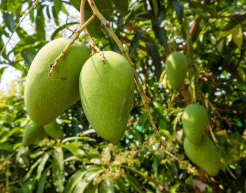 Z mangových pecek lze vyrábět brikety, radí brněnští odborníci v Kambodži