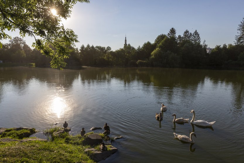 Teplota vody v rybnících dle vědců dlouhodobě roste, ohrožuje chov ryb