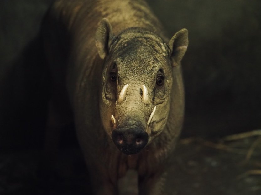 Jihlavská zoo dostala nového samce babirusy, nahradí zvíře, které uhynulo