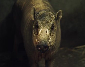 Jihlavská zoo dostala nového samce babirusy, nahradí zvíře, které uhynulo