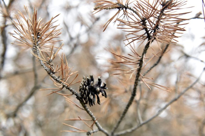 Úprava vodního režimu má v Českém lese pomoci vzácným borovicím blatkám