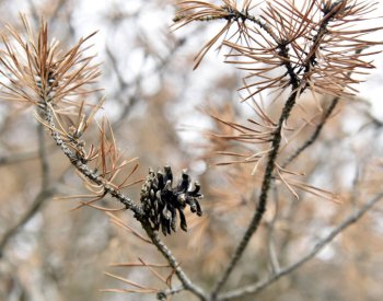 Úprava vodního režimu má v Českém lese pomoci vzácným borovicím blatkám