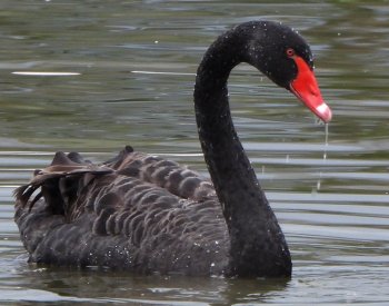 Na rybníku v Tovačově se objevila černá labuť, zřejmě uletěla z chovu