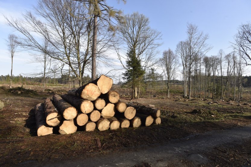 Vojenské lesy a statky: Ceny palivového dřeva se v letošní topné sezoně nezvýší