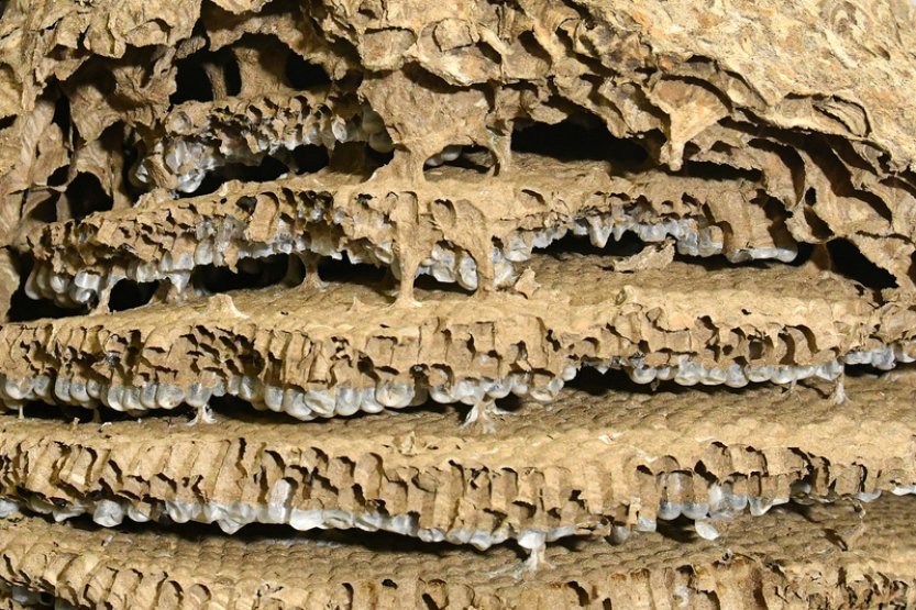 Hnízdo asijských sršní, nalezené v říjnu v Plzni, lidé uvidí v muzeu