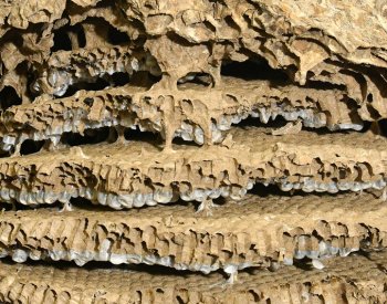 Hnízdo asijských sršní, nalezené v říjnu v Plzni, lidé uvidí v muzeu