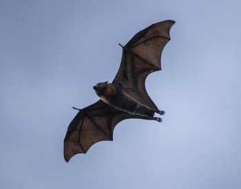 Důchodce vyřešil záhadu netopýřího obřího penisu, píše AFP