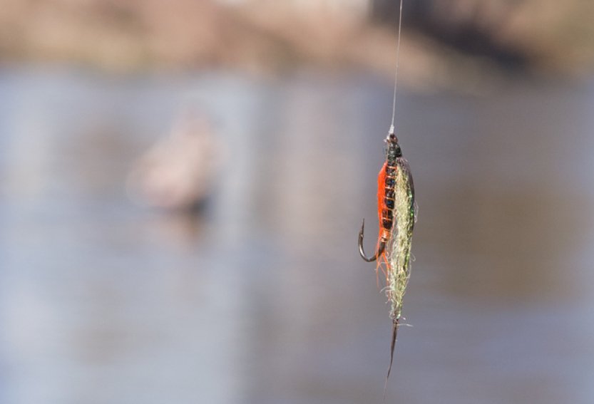 Biologové v otevřeném dopise MZe upozorňují, že ryby bolest cítí