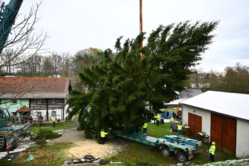 Vánoční trhy v Praze na Staroměstském náměstí ozdobí smrk z Českolipska