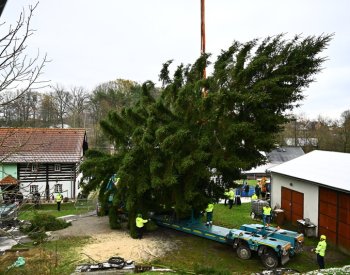 Vánoční trhy v Praze na Staroměstském náměstí ozdobí smrk z Českolipska