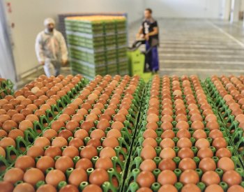 Ceny producentů vajec v ČR jsou o čtvrtinu nižší než v Polsku i pod průměrem EU