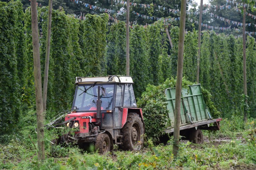 Úroda chmele byla v Česku letos mírně nadprůměrná, činila 6997 tun