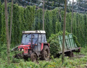 Úroda chmele byla v Česku letos mírně nadprůměrná, činila 6997 tun