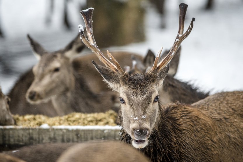 V Krkonoších začal platit zákaz vstupu na 19 cest kvůli jelenům