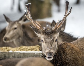 V Krkonoších začal platit zákaz vstupu na 19 cest kvůli jelenům