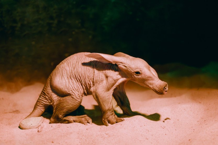 Safari Park Dvůr Králové má po dvou letech mládě hrabáče kapského