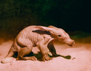 Safari Park Dvůr Králové má po dvou letech mládě hrabáče kapského