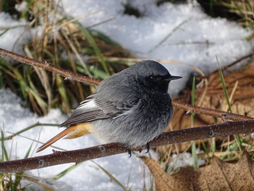 Ptákem roku 2024 je rehek domácí, malý pěvec, lidově též zvaný kominíček