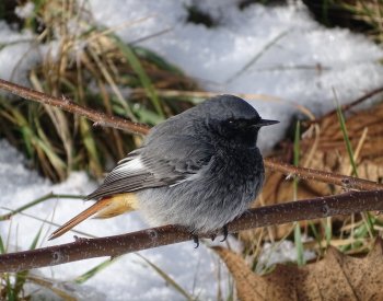 Ptákem roku 2024 je rehek domácí, malý pěvec, lidově též zvaný kominíček