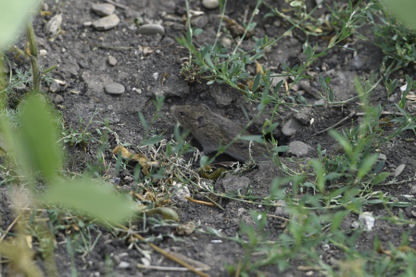 Kalamita s přemnoženými hraboši se podle zemědělského ústavu zhoršuje