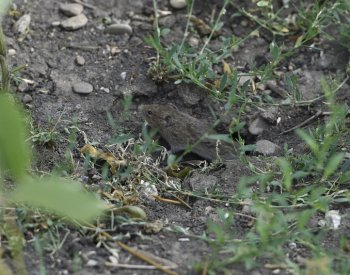 Kalamita s přemnoženými hraboši se podle zemědělského ústavu zhoršuje