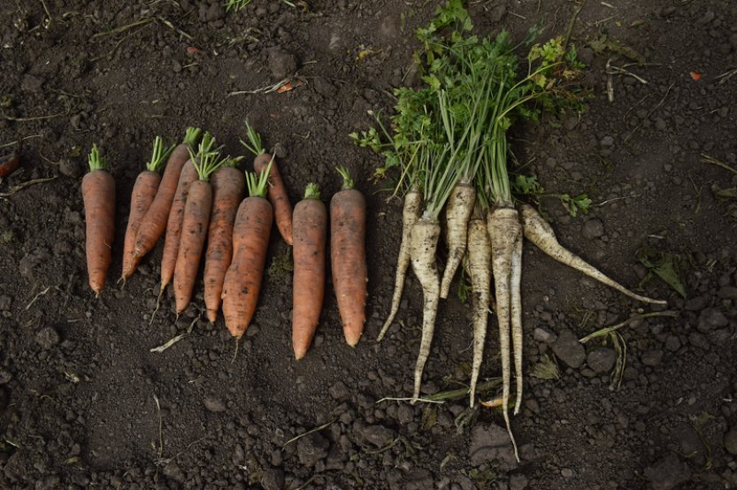 Zelináři: Plochy se zeleninou v ČR na jaře klesly téměř o tři pct na 11.396 ha
