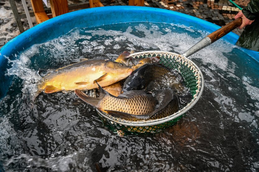 Anketa: Prodej kaprů před svými obchody letos neumožní Billa a Lidl