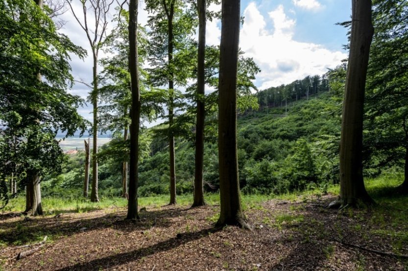 Analýza: Ideální ochranou bučin v Krušných horách je národní přírodní rezervace