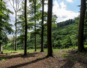 Analýza: Ideální ochranou bučin v Krušných horách je národní přírodní rezervace