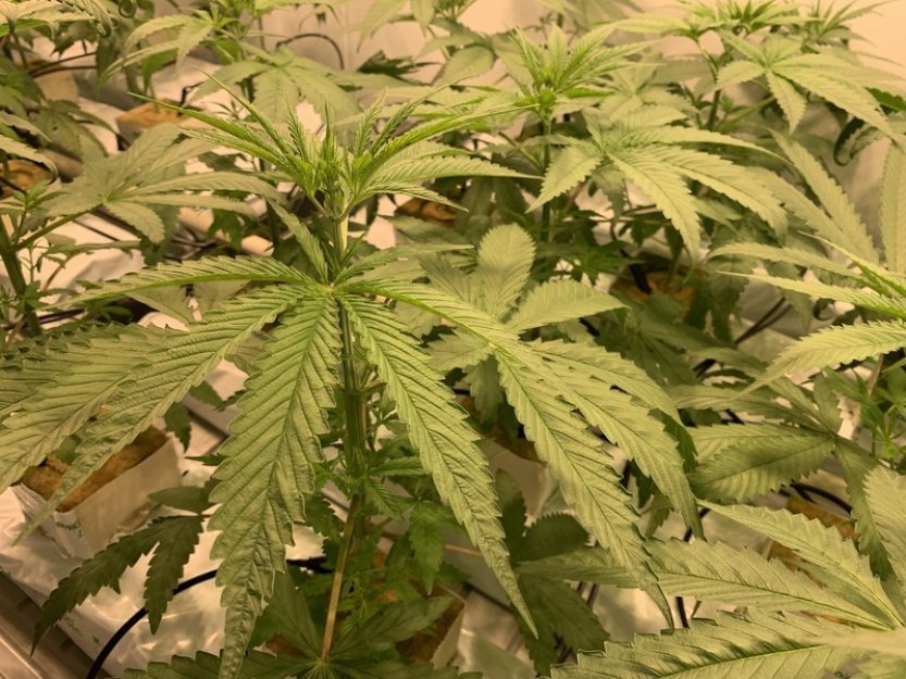 Německo má konopného krále, je jím klatovský rodák