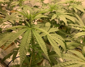 Německo má konopného krále, je jím klatovský rodák