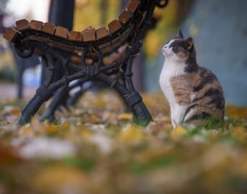 Studie: Kočky požírají 2000 živočišných druhů, včetně stovek ohrožených