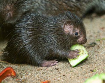 V pražské zoologické zahradě se narodilo vzácné mládě dikobraza palawanského