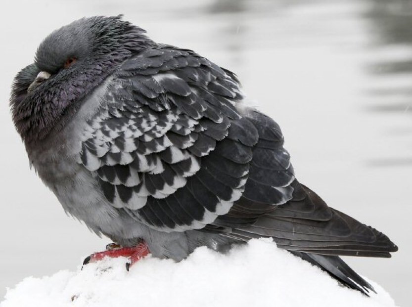 Tokijský taxikář byl zatčen a obviněn z úmyslného přejetí holuba